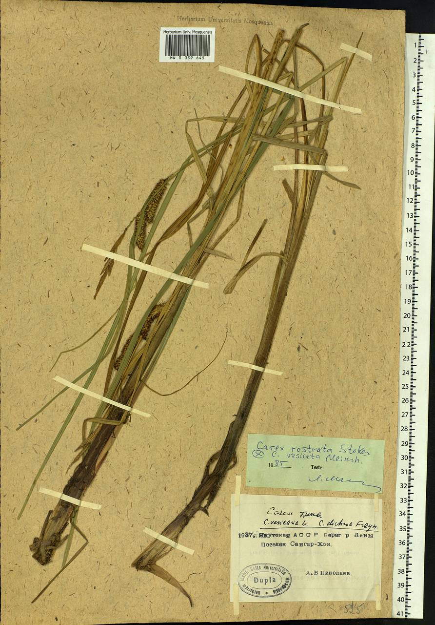 Carex rostrata Stokes , nom. cons., Siberia, Yakutia (S5) (Russia)