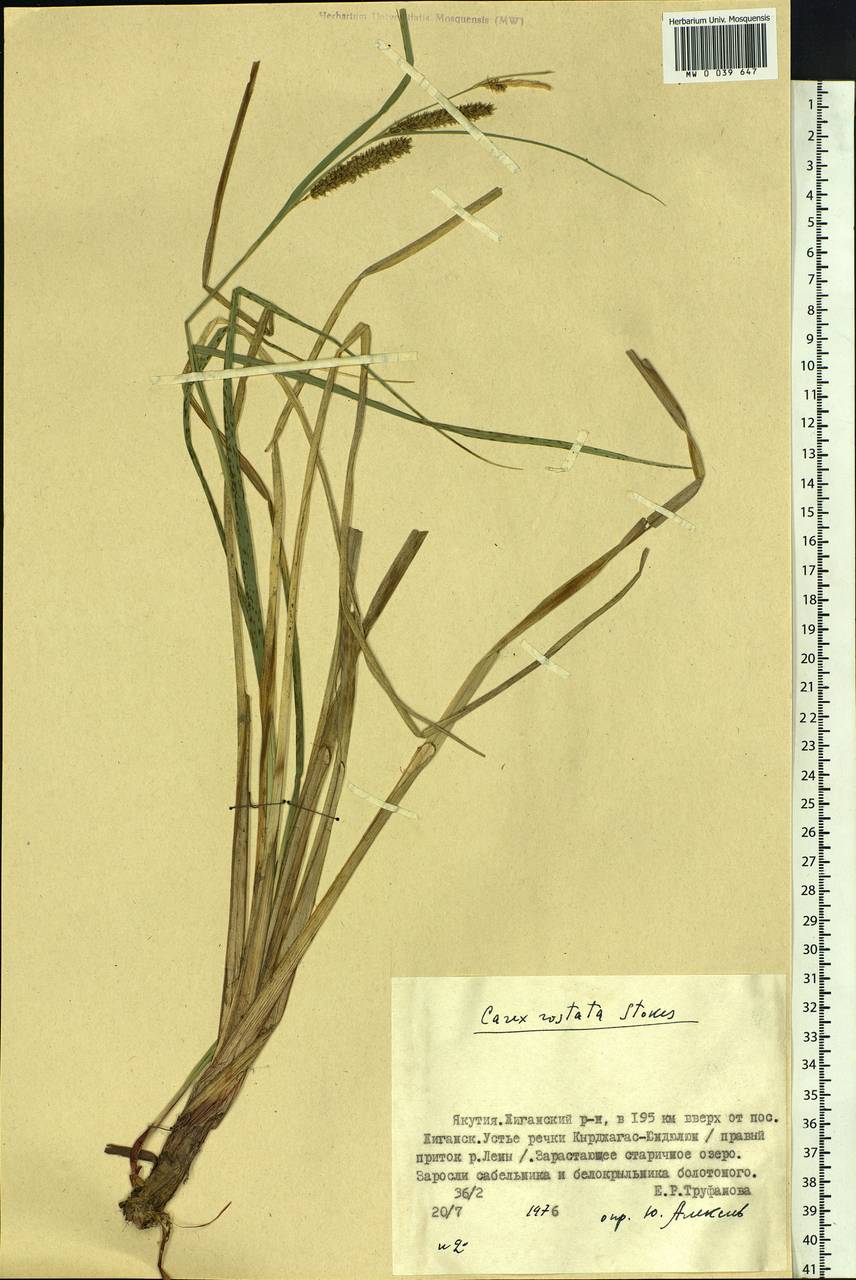 Carex rostrata Stokes , nom. cons., Siberia, Yakutia (S5) (Russia)
