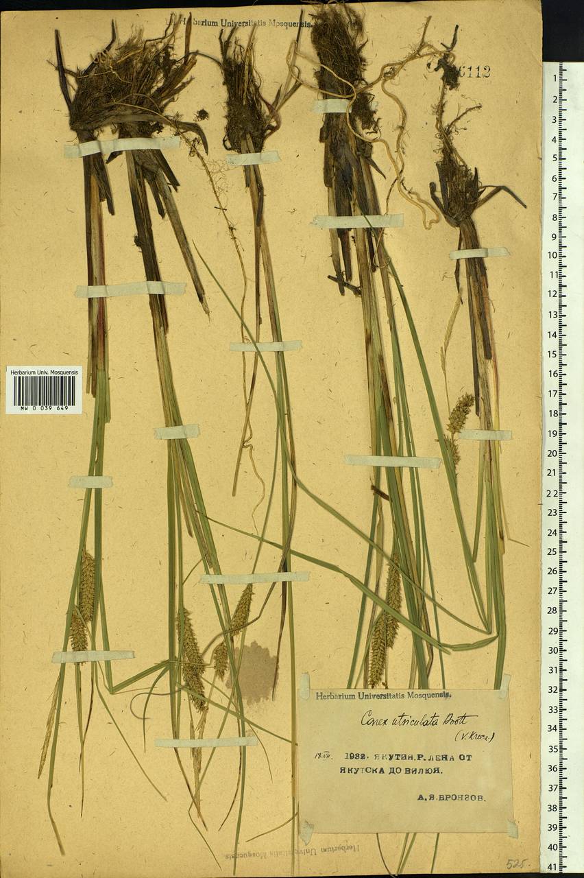Carex rostrata Stokes , nom. cons., Siberia, Yakutia (S5) (Russia)