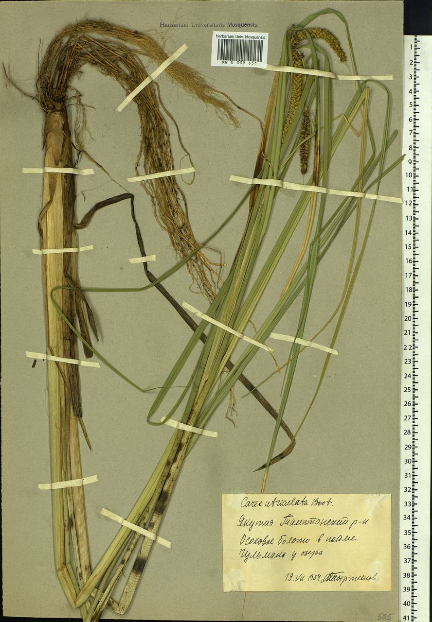 Carex rostrata Stokes , nom. cons., Siberia, Yakutia (S5) (Russia)