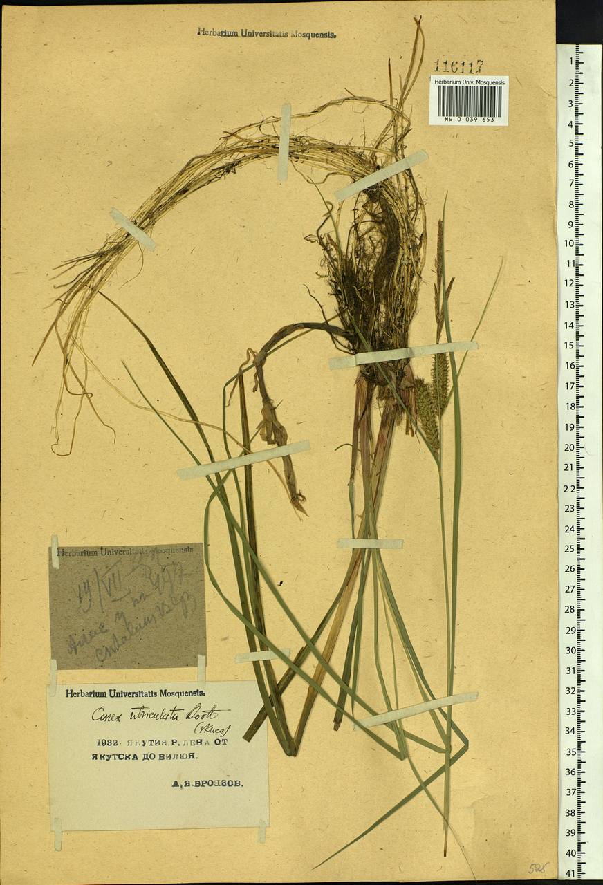Carex rostrata Stokes , nom. cons., Siberia, Yakutia (S5) (Russia)
