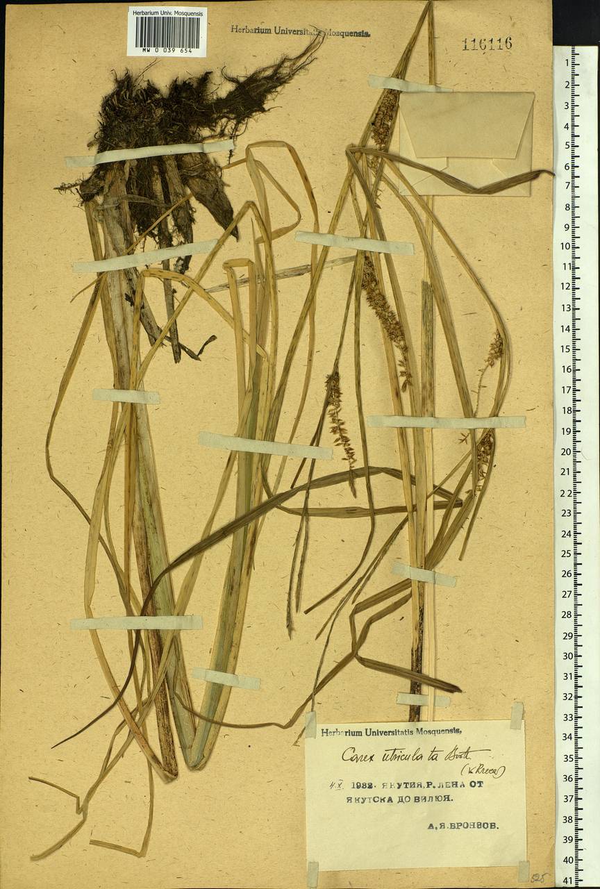 Carex rostrata Stokes , nom. cons., Siberia, Yakutia (S5) (Russia)