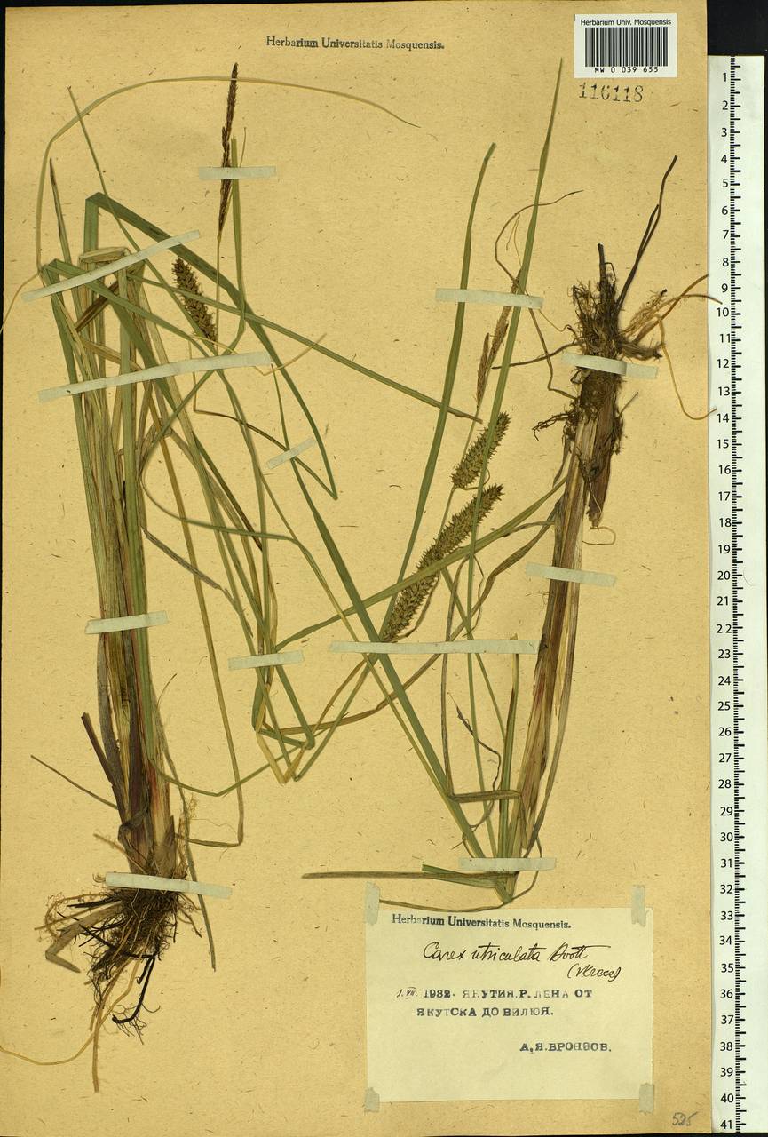 Carex rostrata Stokes , nom. cons., Siberia, Yakutia (S5) (Russia)