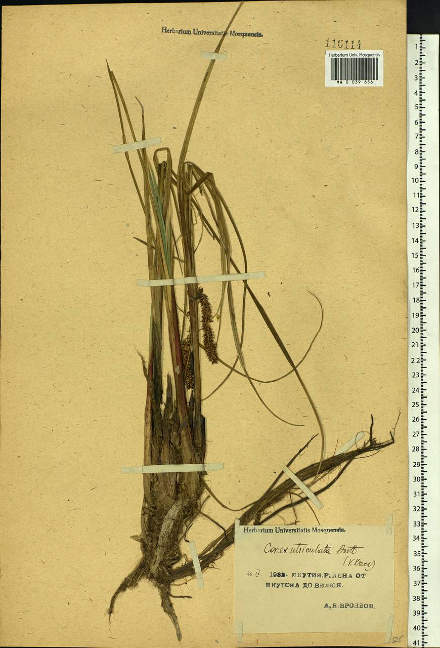 Carex rostrata Stokes , nom. cons., Siberia, Yakutia (S5) (Russia)