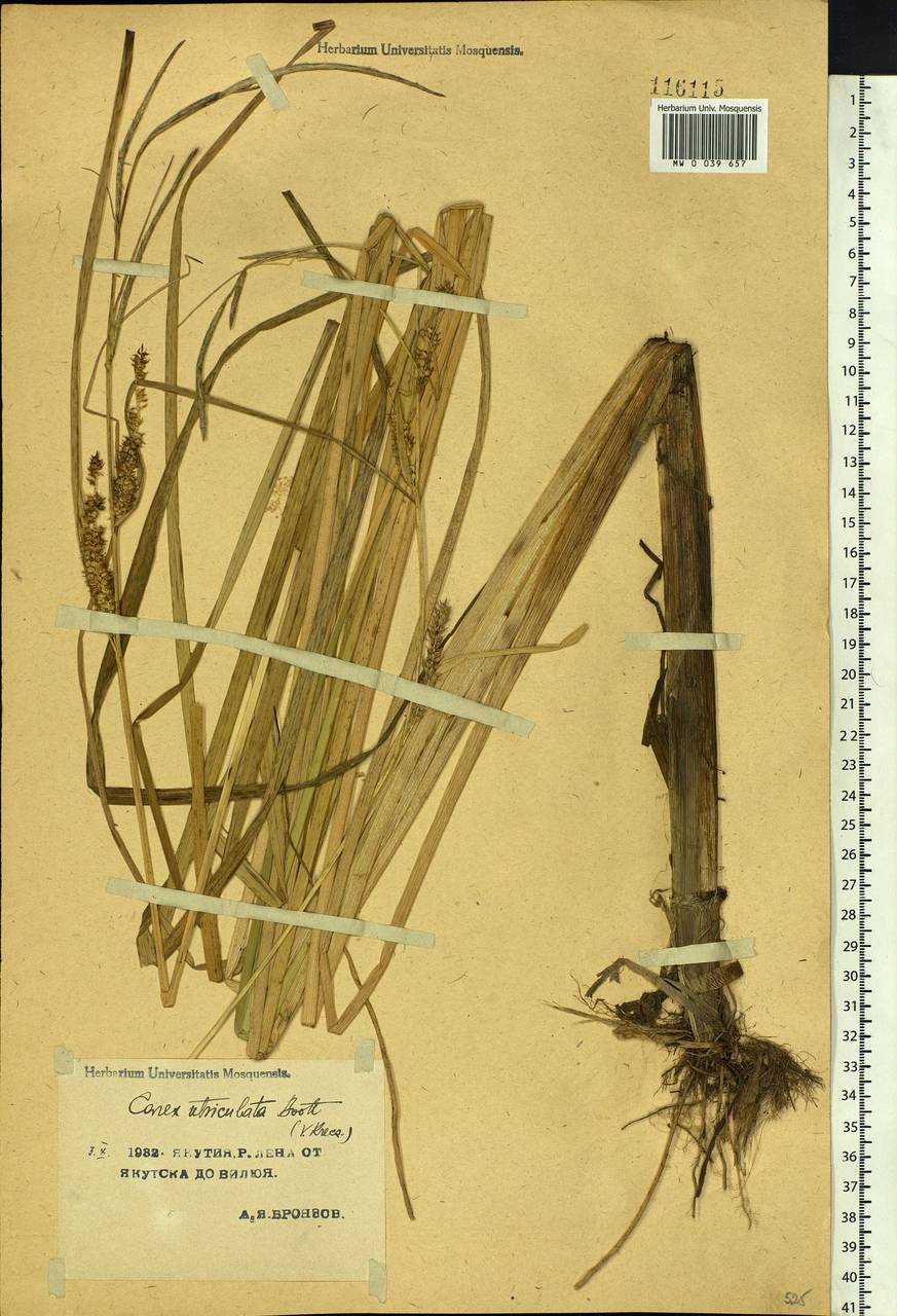 Carex rostrata Stokes , nom. cons., Siberia, Yakutia (S5) (Russia)