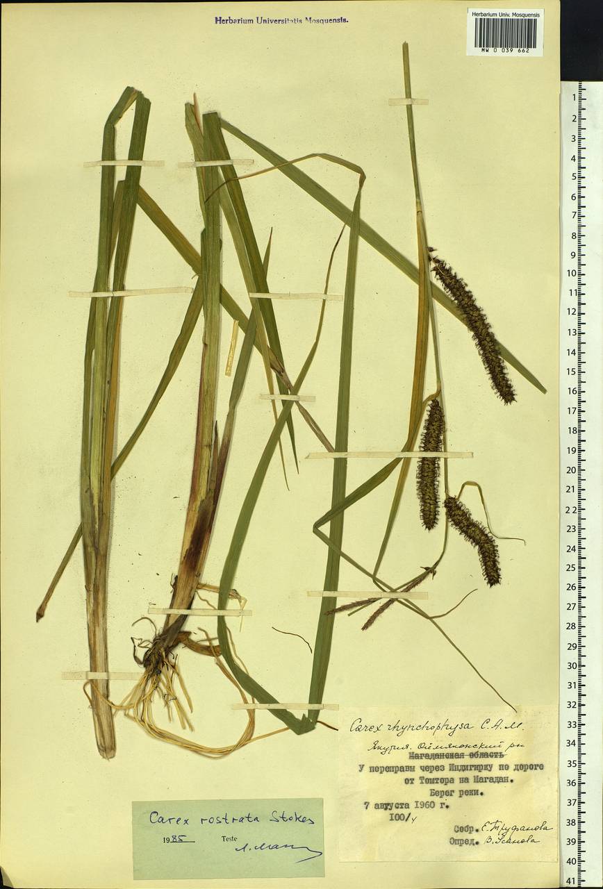 Carex rostrata Stokes , nom. cons., Siberia, Yakutia (S5) (Russia)