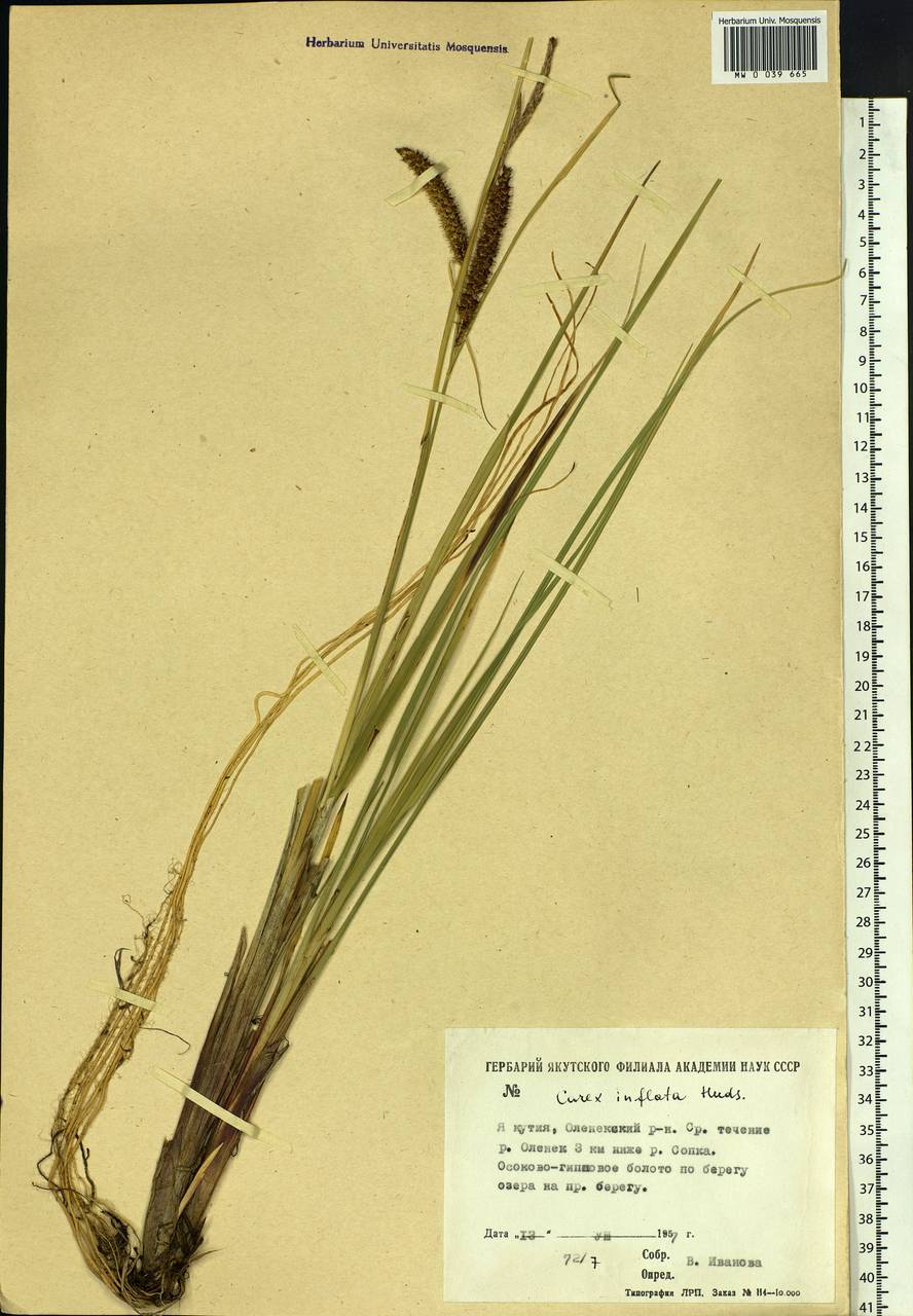 Carex rostrata Stokes , nom. cons., Siberia, Yakutia (S5) (Russia)