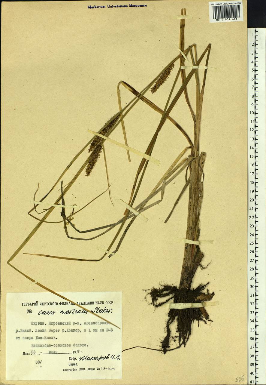 Carex rostrata Stokes , nom. cons., Siberia, Yakutia (S5) (Russia)