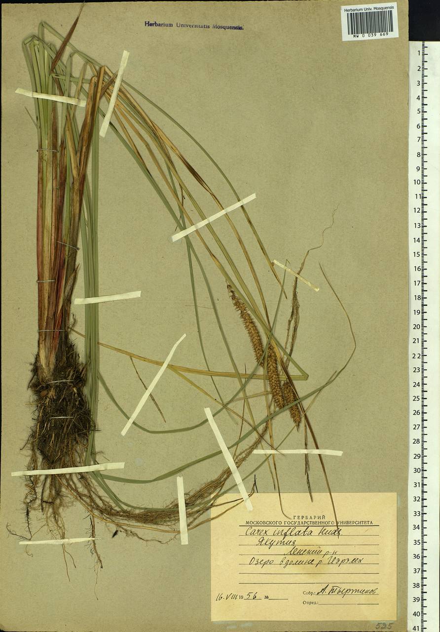 Carex rostrata Stokes , nom. cons., Siberia, Yakutia (S5) (Russia)