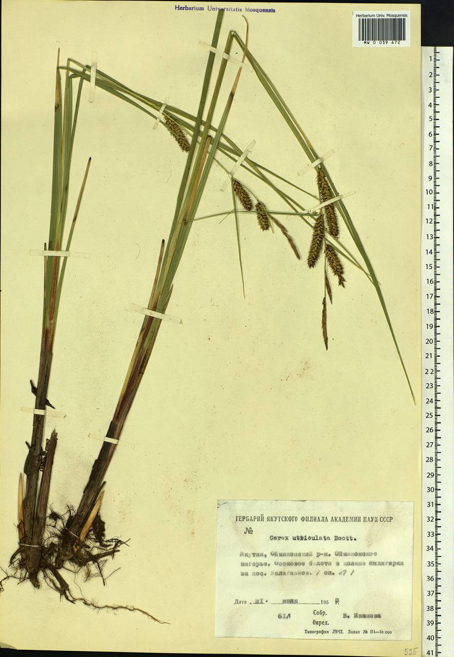 Carex rostrata Stokes , nom. cons., Siberia, Yakutia (S5) (Russia)