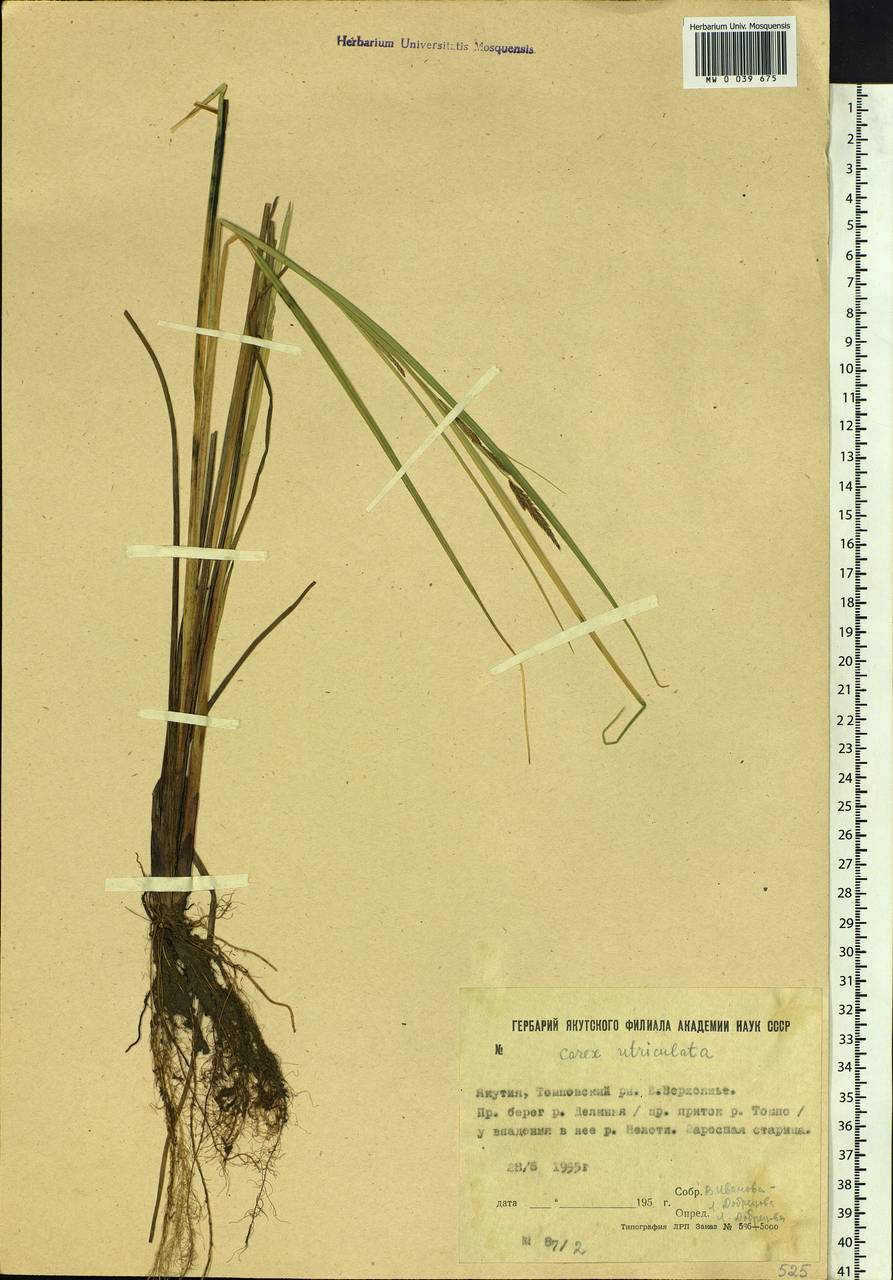 Carex rostrata Stokes , nom. cons., Siberia, Yakutia (S5) (Russia)