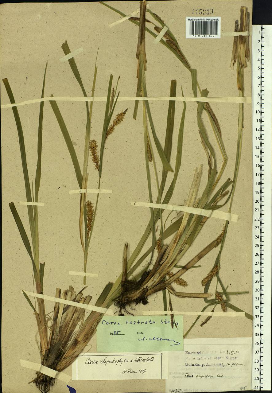 Carex rostrata Stokes, Siberia, Baikal & Transbaikal region (S4) (Russia)