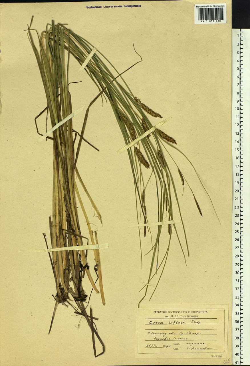 Carex rostrata Stokes, Siberia, Baikal & Transbaikal region (S4) (Russia)