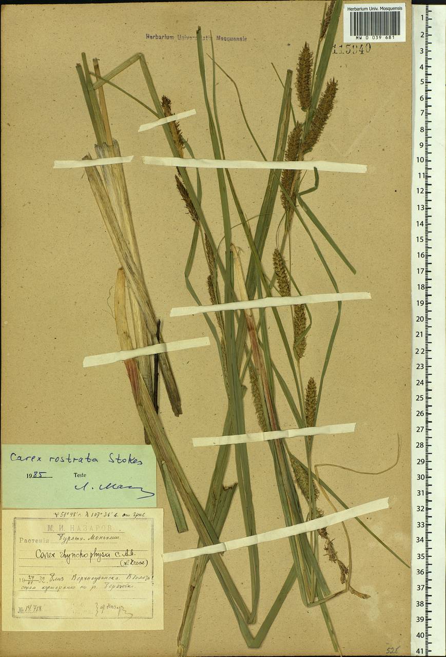 Carex rostrata Stokes , nom. cons., Siberia, Baikal & Transbaikal region (S4) (Russia)