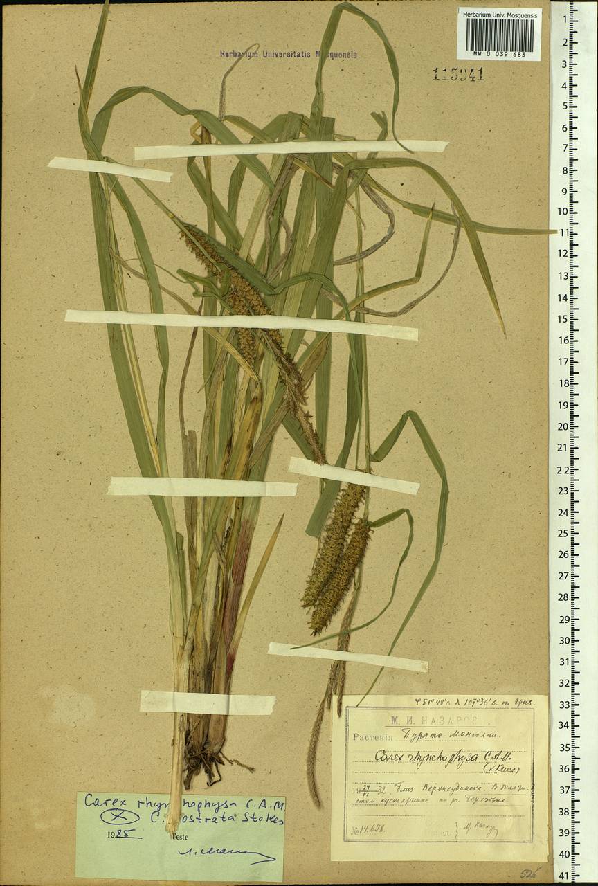 Carex rostrata Stokes , nom. cons., Siberia, Baikal & Transbaikal region (S4) (Russia)