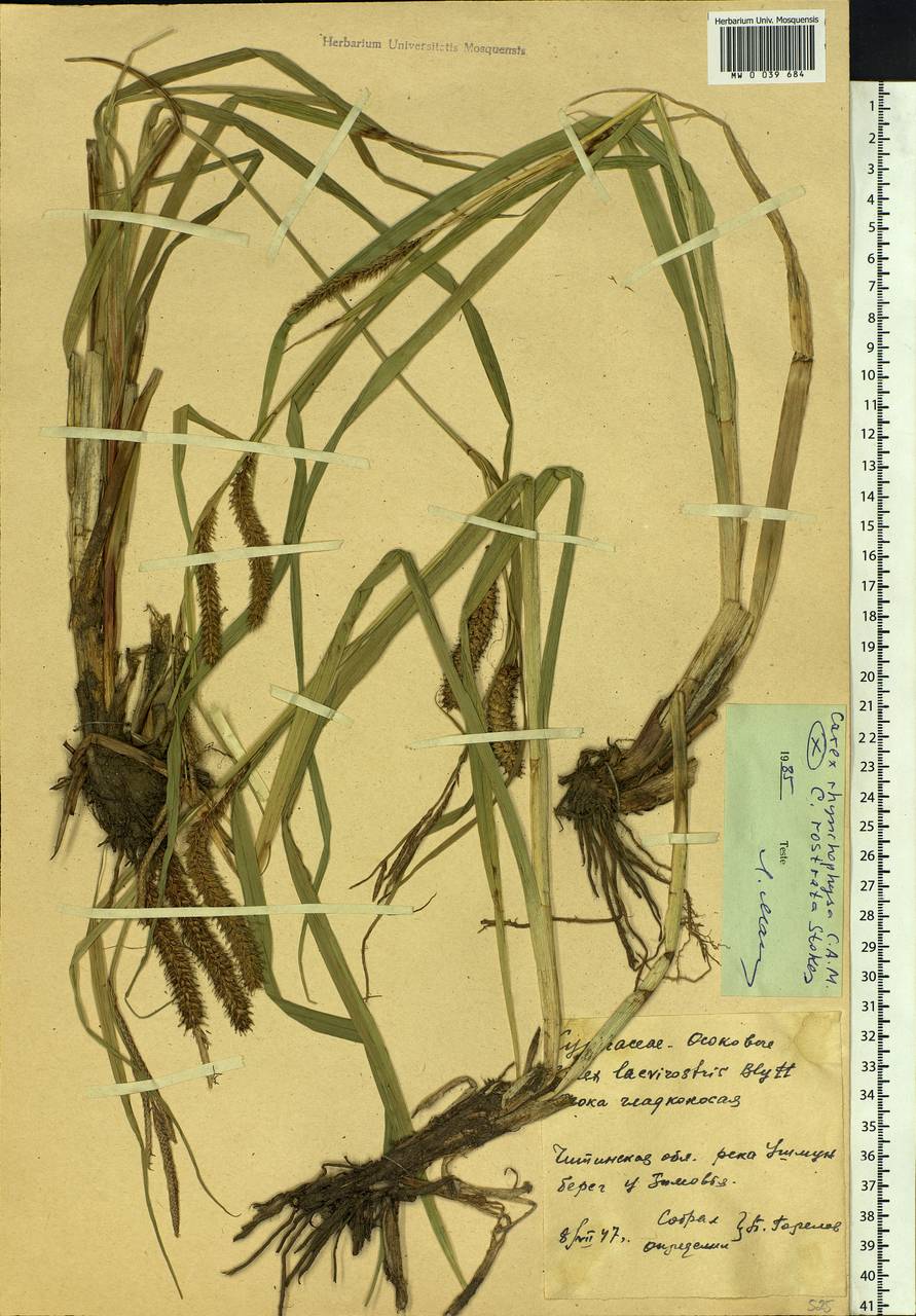 Carex rostrata Stokes, Siberia, Baikal & Transbaikal region (S4) (Russia)