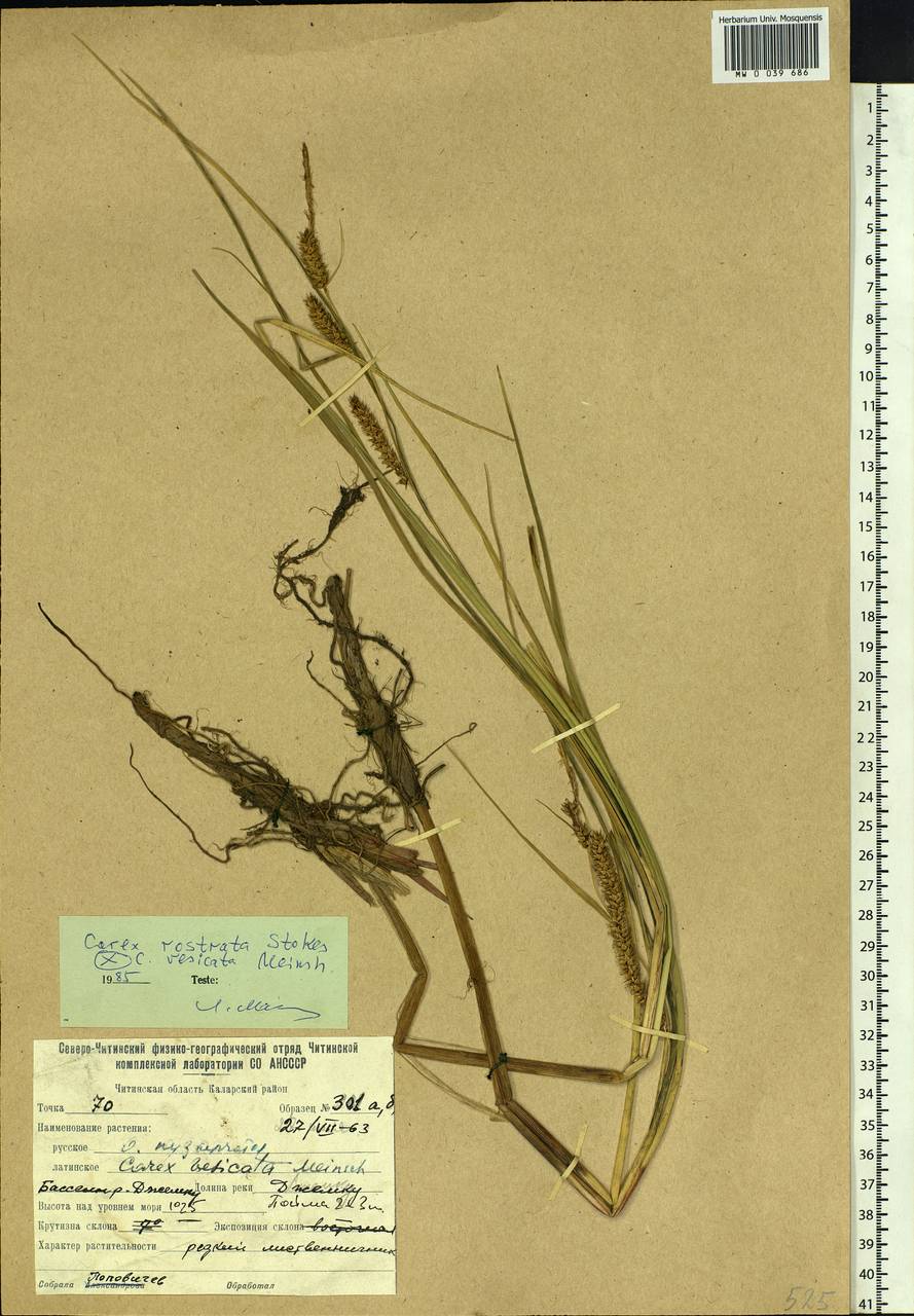 Carex rostrata Stokes, Siberia, Baikal & Transbaikal region (S4) (Russia)