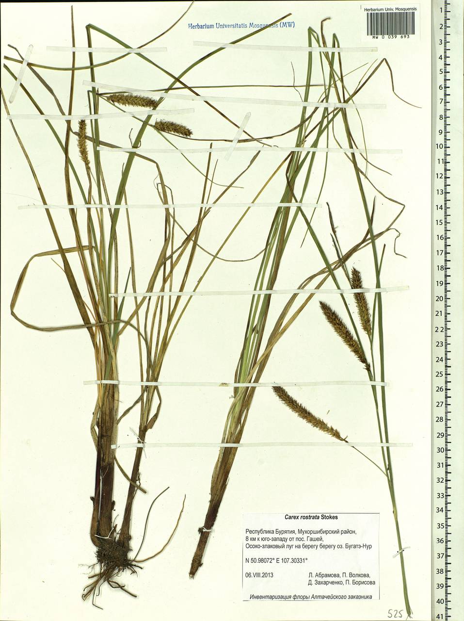 Carex rostrata Stokes , nom. cons., Siberia, Baikal & Transbaikal region (S4) (Russia)