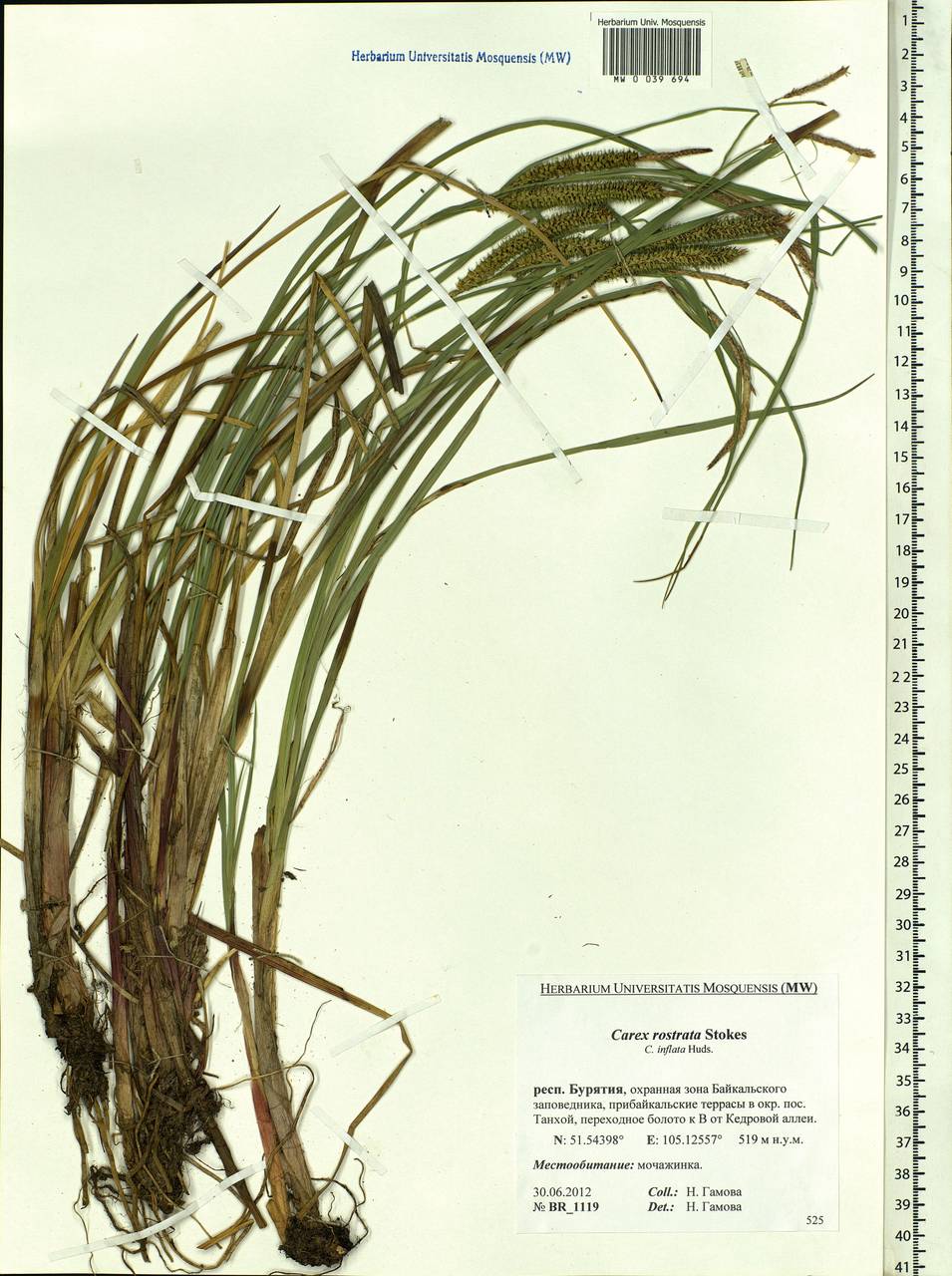 Carex rostrata Stokes , nom. cons., Siberia, Baikal & Transbaikal region (S4) (Russia)