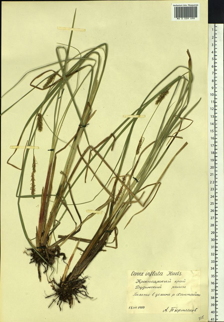 Carex rostrata Stokes , nom. cons., Siberia, Central Siberia (S3) (Russia)