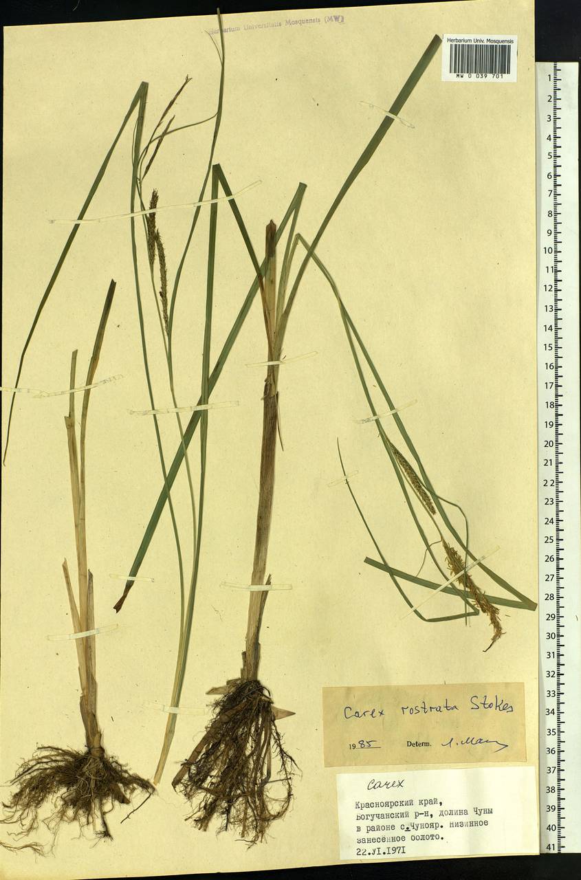Carex rostrata Stokes , nom. cons., Siberia, Central Siberia (S3) (Russia)