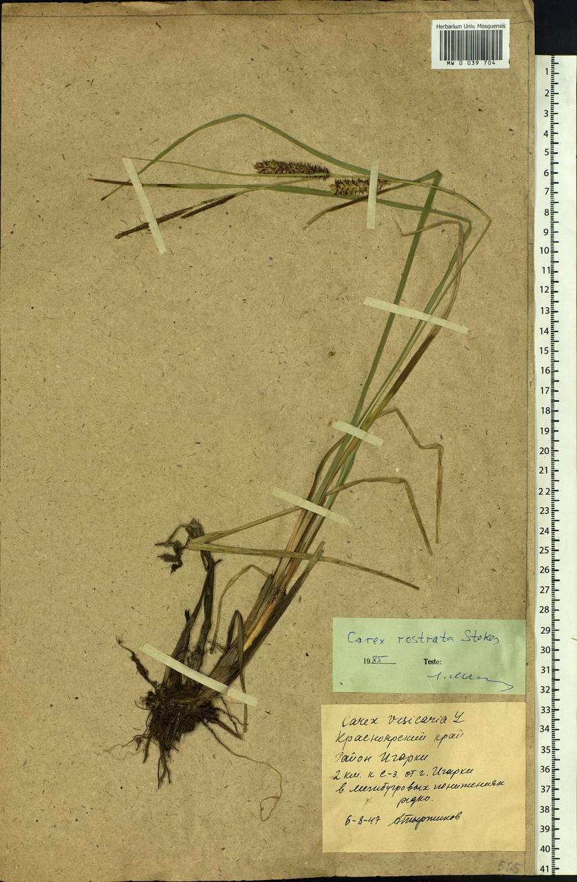 Carex rostrata Stokes , nom. cons., Siberia, Central Siberia (S3) (Russia)