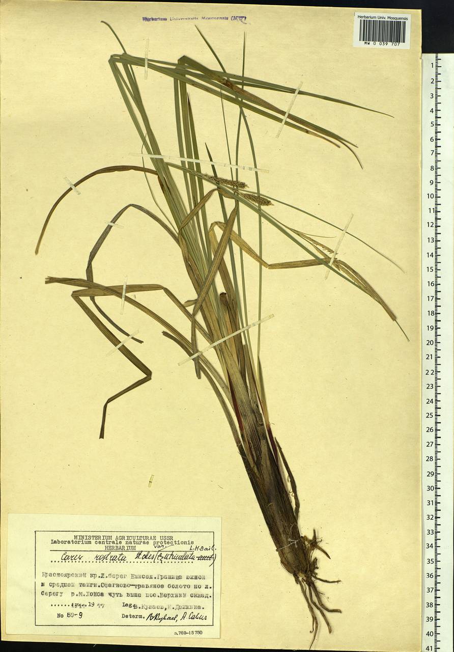 Carex rostrata Stokes , nom. cons., Siberia, Central Siberia (S3) (Russia)