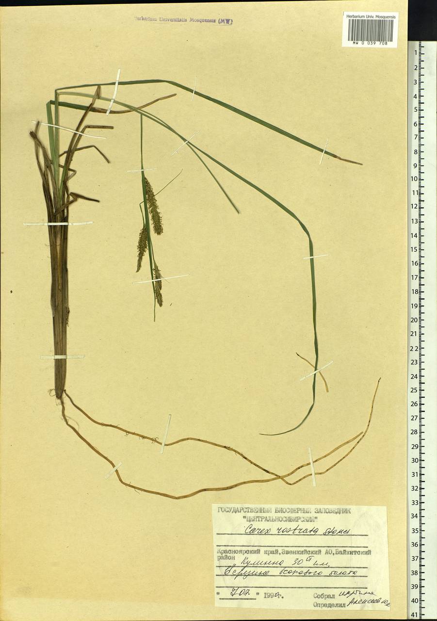 Carex rostrata Stokes , nom. cons., Siberia, Central Siberia (S3) (Russia)