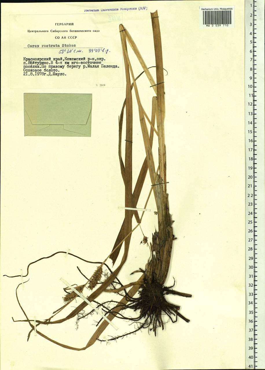 Carex rostrata Stokes , nom. cons., Siberia, Central Siberia (S3) (Russia)
