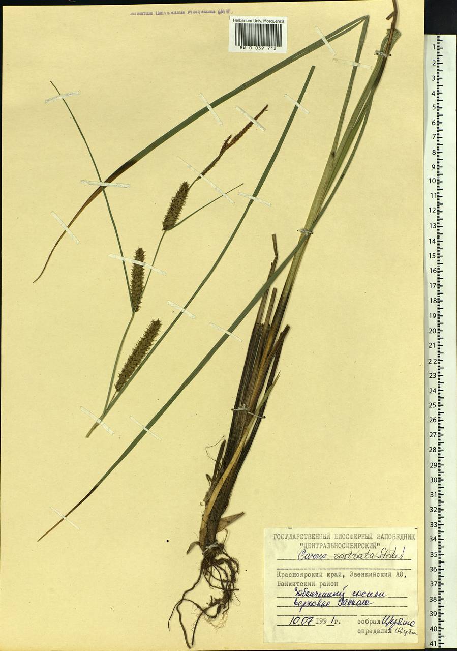 Carex rostrata Stokes , nom. cons., Siberia, Central Siberia (S3) (Russia)
