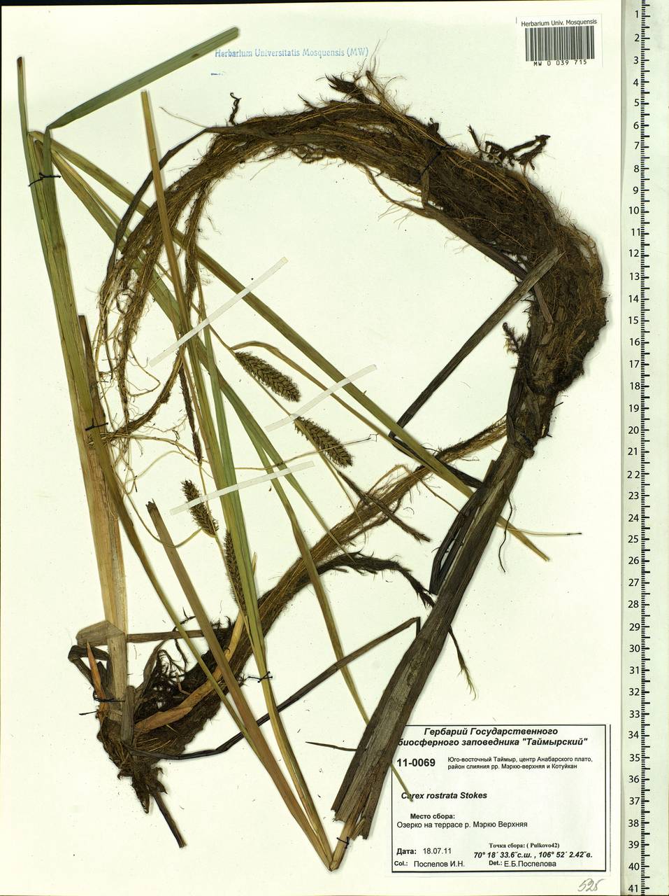Carex rostrata Stokes, Siberia, Central Siberia (S3) (Russia)