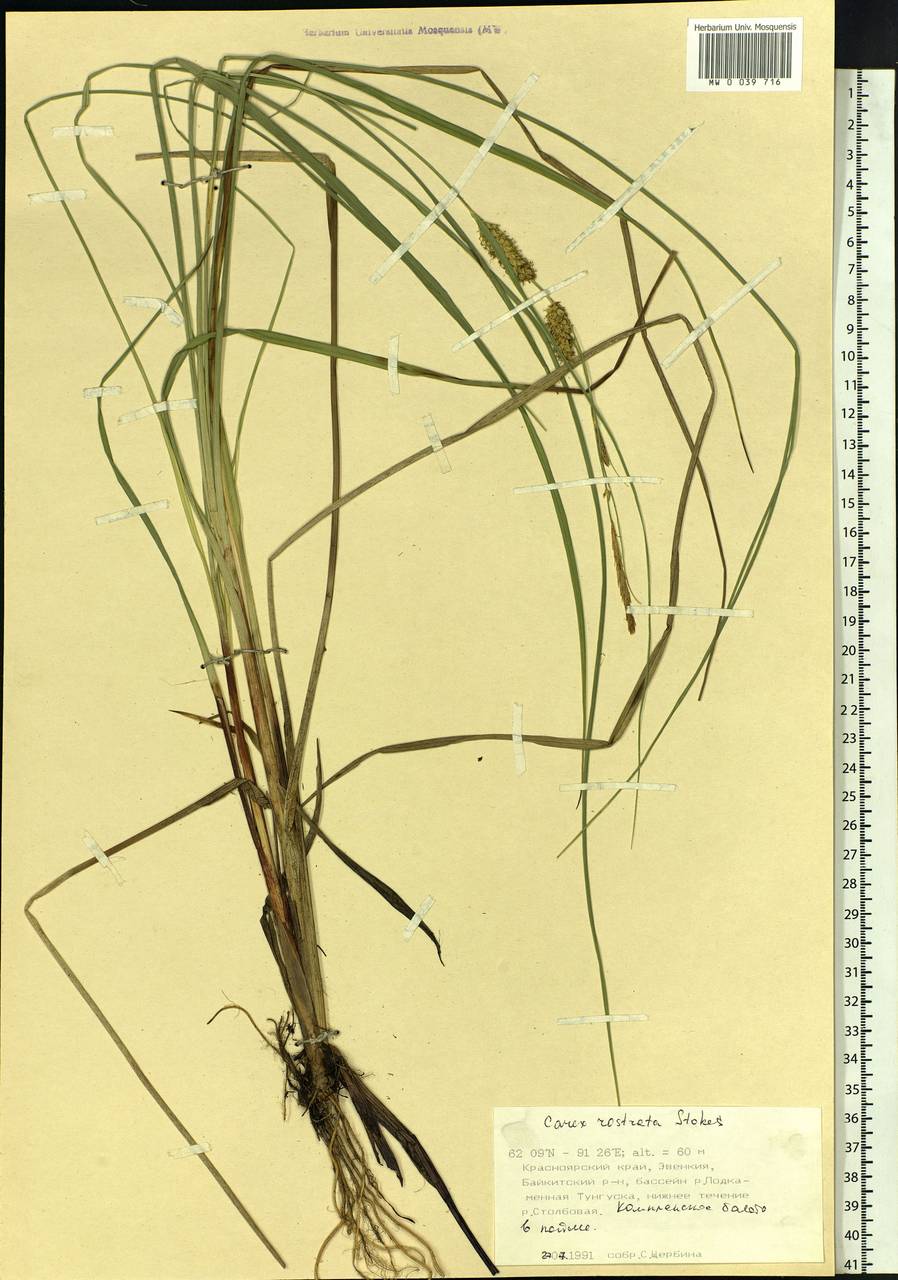 Carex rostrata Stokes , nom. cons., Siberia, Central Siberia (S3) (Russia)