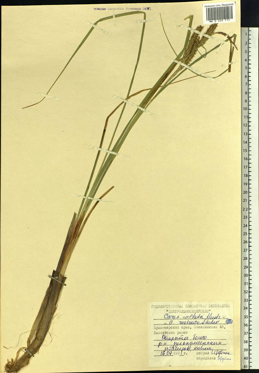 Carex rostrata Stokes , nom. cons., Siberia, Central Siberia (S3) (Russia)