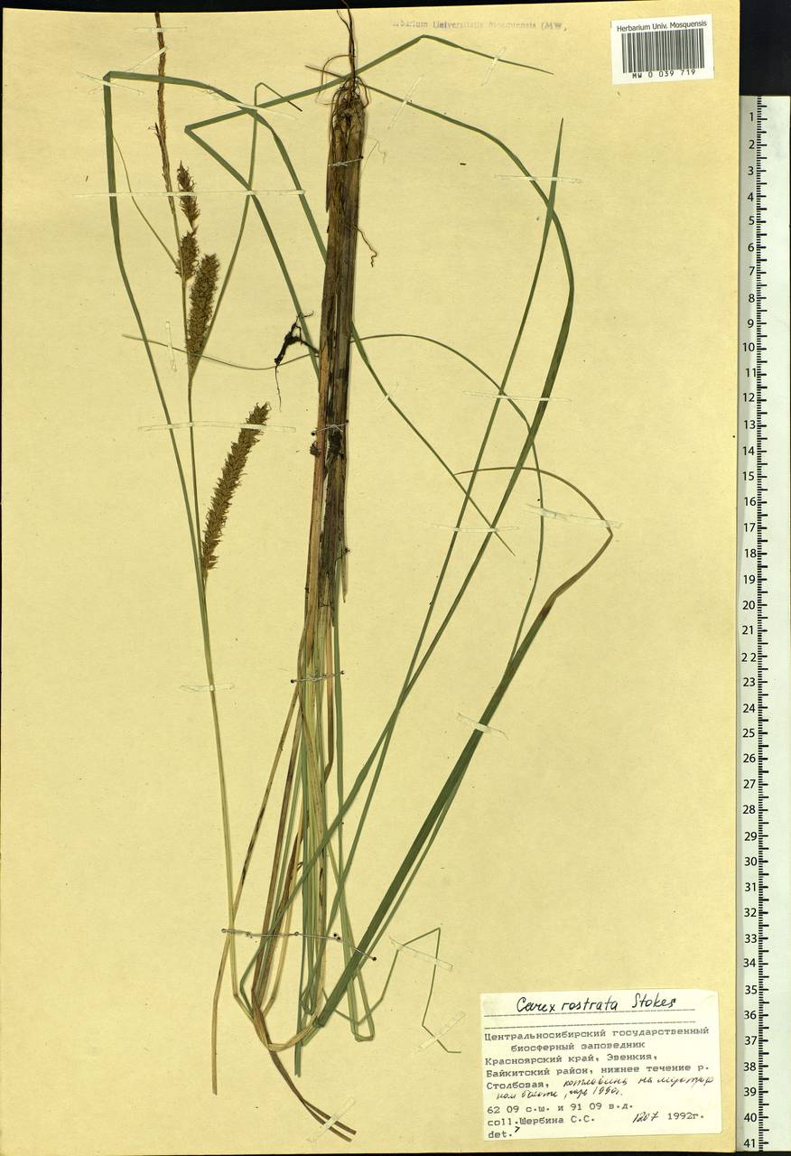 Carex rostrata Stokes , nom. cons., Siberia, Central Siberia (S3) (Russia)
