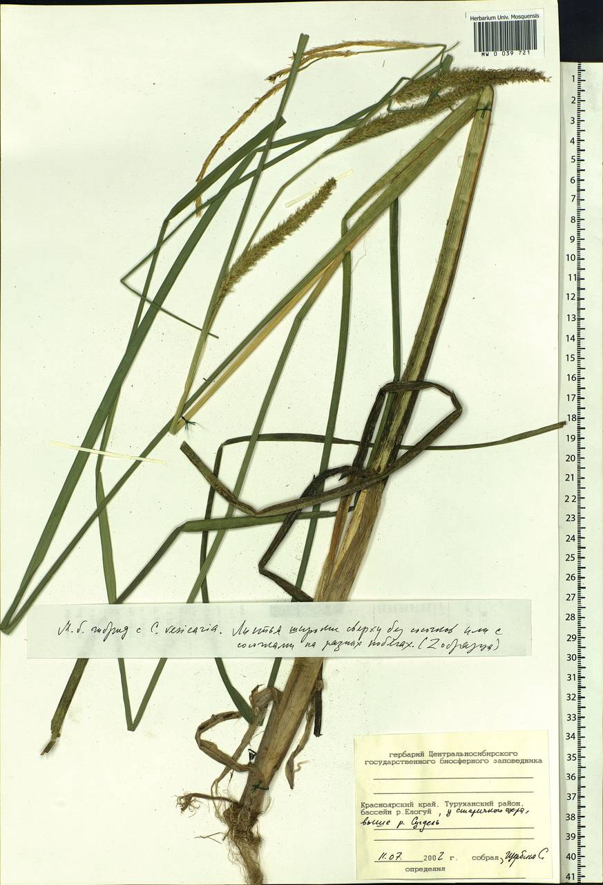 Carex rostrata Stokes , nom. cons., Siberia, Central Siberia (S3) (Russia)
