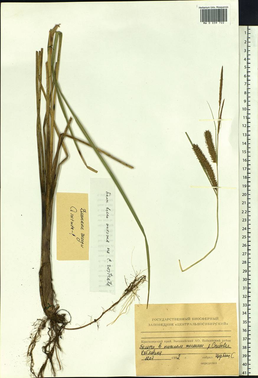 Carex rostrata Stokes , nom. cons., Siberia, Central Siberia (S3) (Russia)