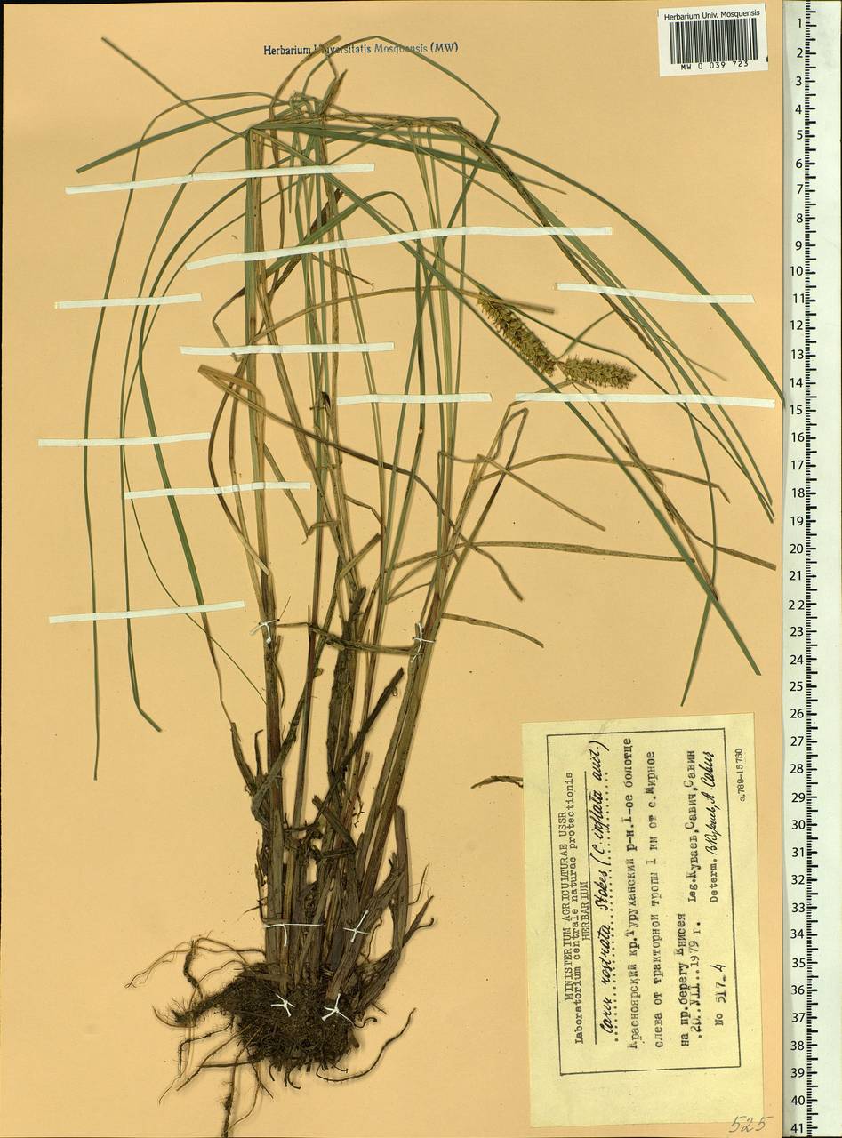 Carex rostrata Stokes , nom. cons., Siberia, Central Siberia (S3) (Russia)