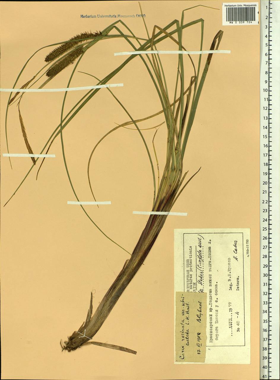 Carex rostrata Stokes , nom. cons., Siberia, Central Siberia (S3) (Russia)