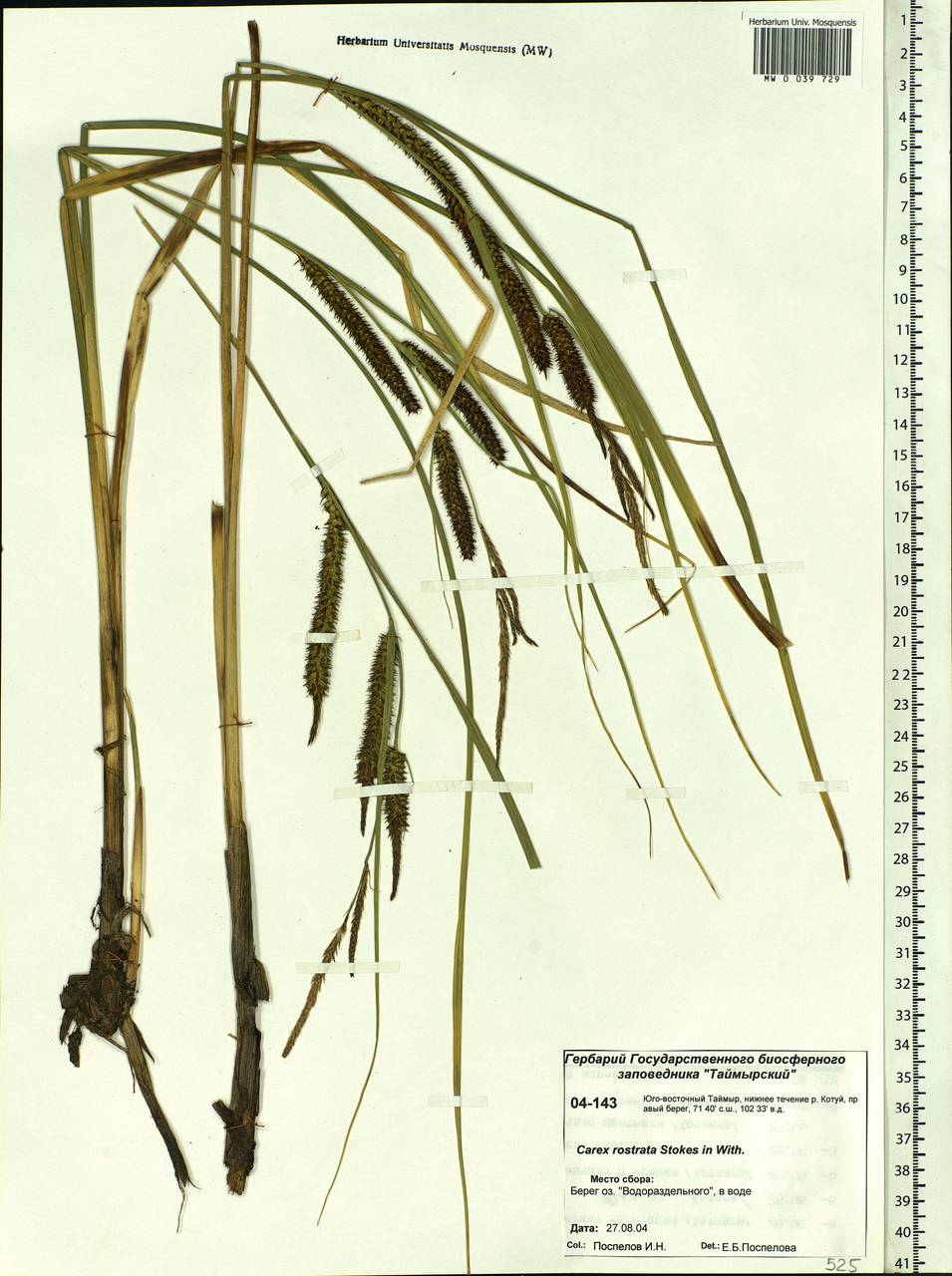 Carex rostrata Stokes, Siberia, Central Siberia (S3) (Russia)
