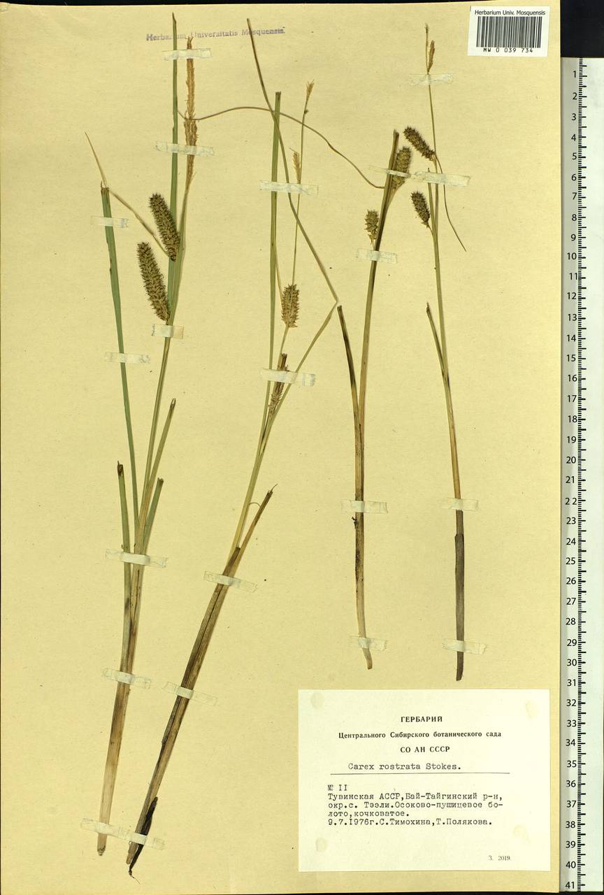 Carex rostrata Stokes , nom. cons., Siberia, Altai & Sayany Mountains (S2) (Russia)