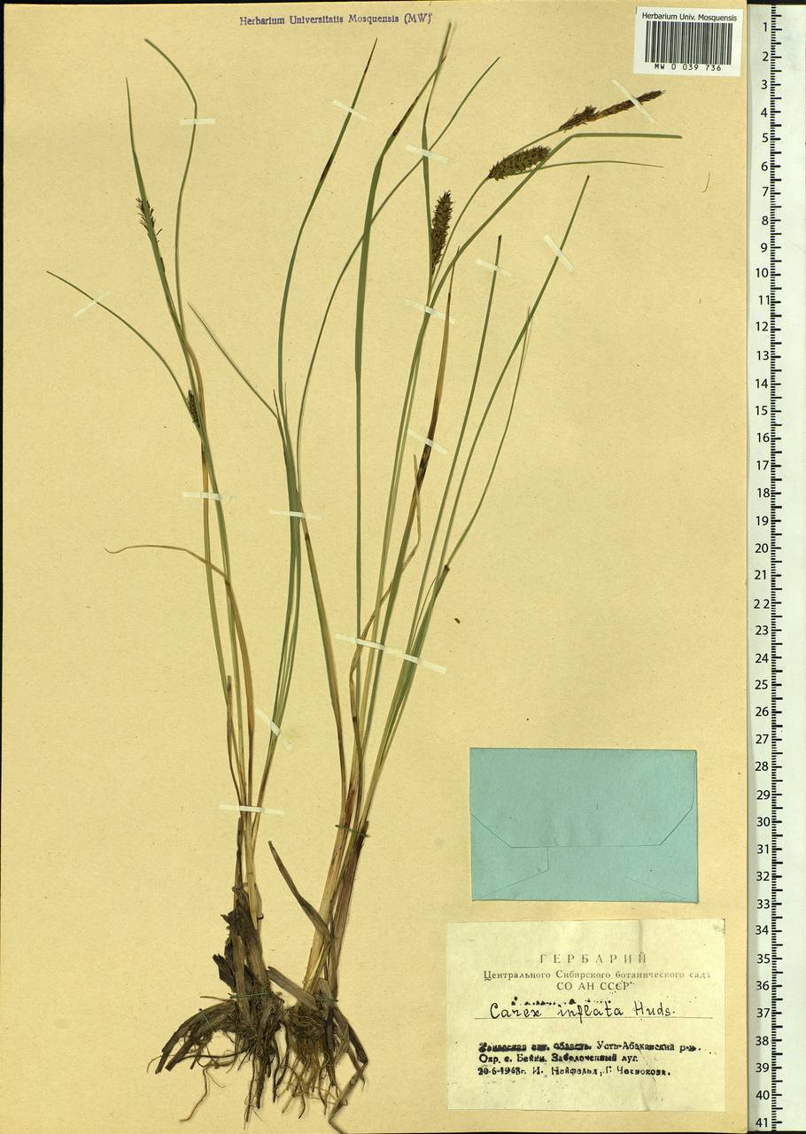Carex rostrata Stokes , nom. cons., Siberia, Altai & Sayany Mountains (S2) (Russia)