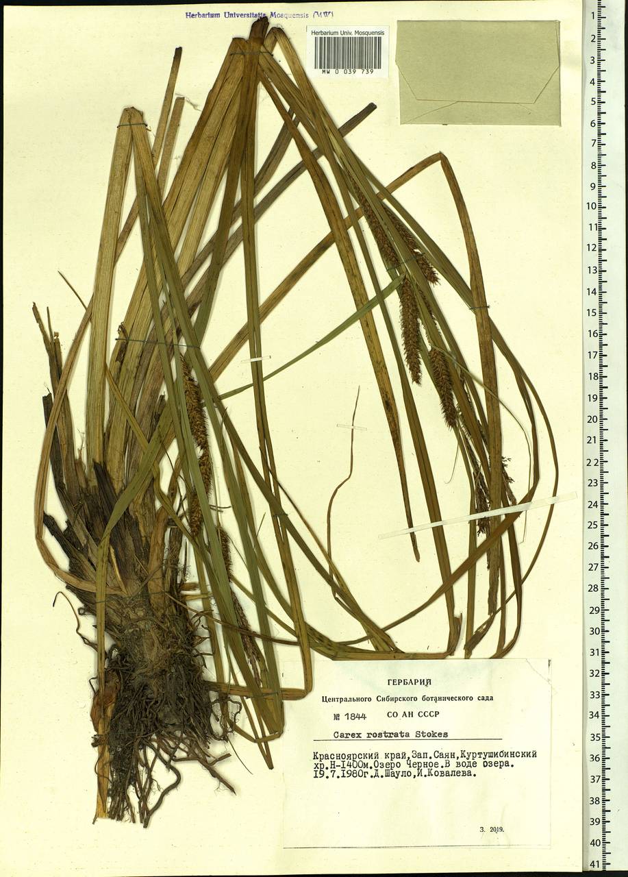 Carex rostrata Stokes , nom. cons., Siberia, Altai & Sayany Mountains (S2) (Russia)