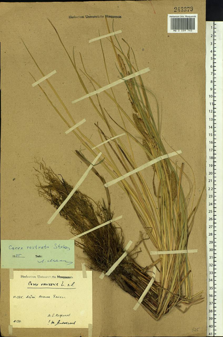 Carex rostrata Stokes, Siberia, Altai & Sayany Mountains (S2) (Russia)