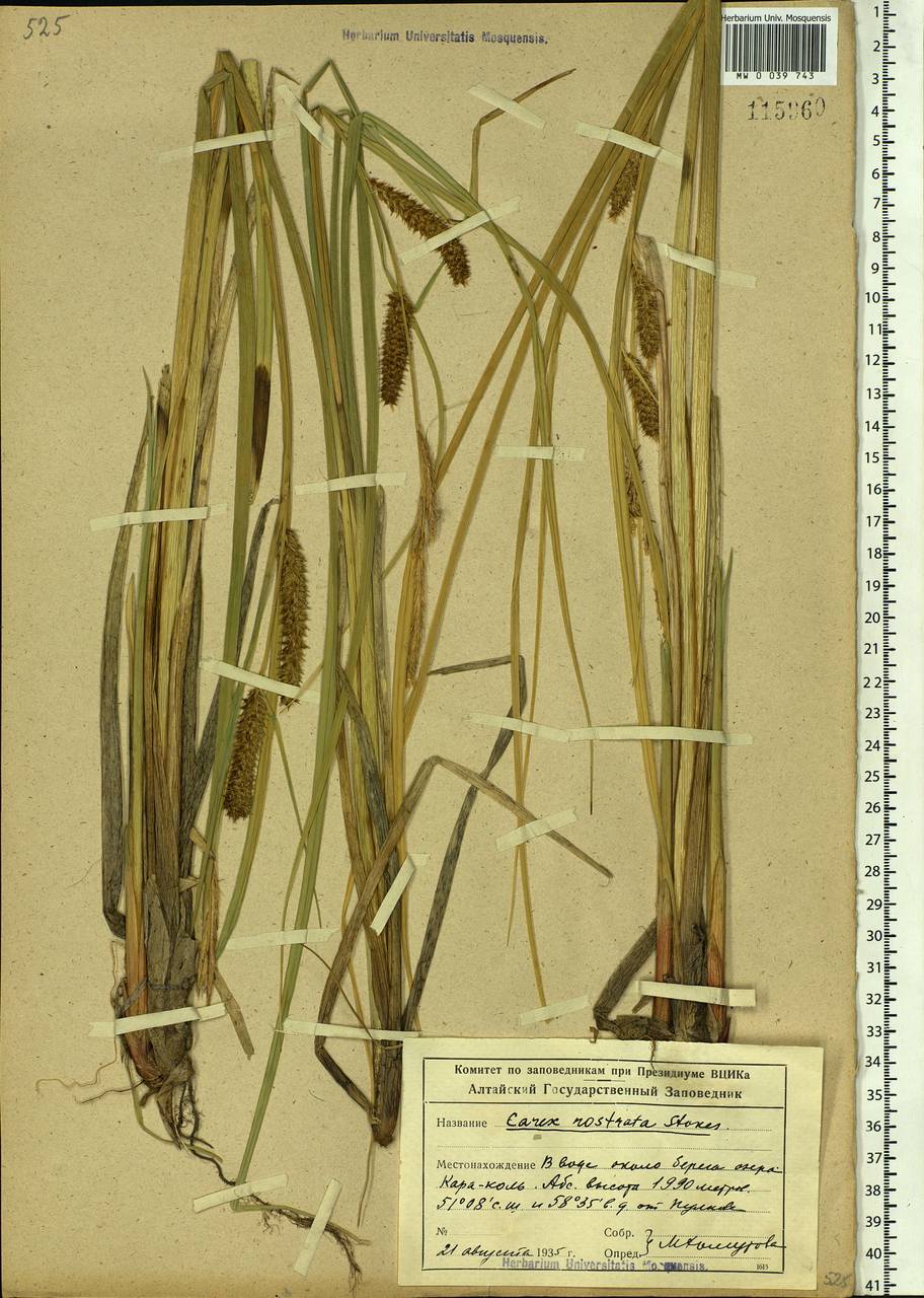 Carex rostrata Stokes , nom. cons., Siberia, Altai & Sayany Mountains (S2) (Russia)