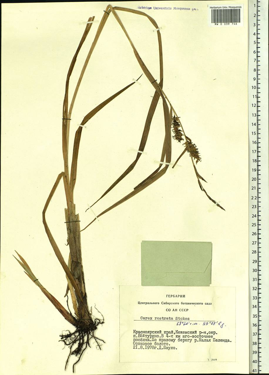 Carex rostrata Stokes , nom. cons., Siberia, Central Siberia (S3) (Russia)