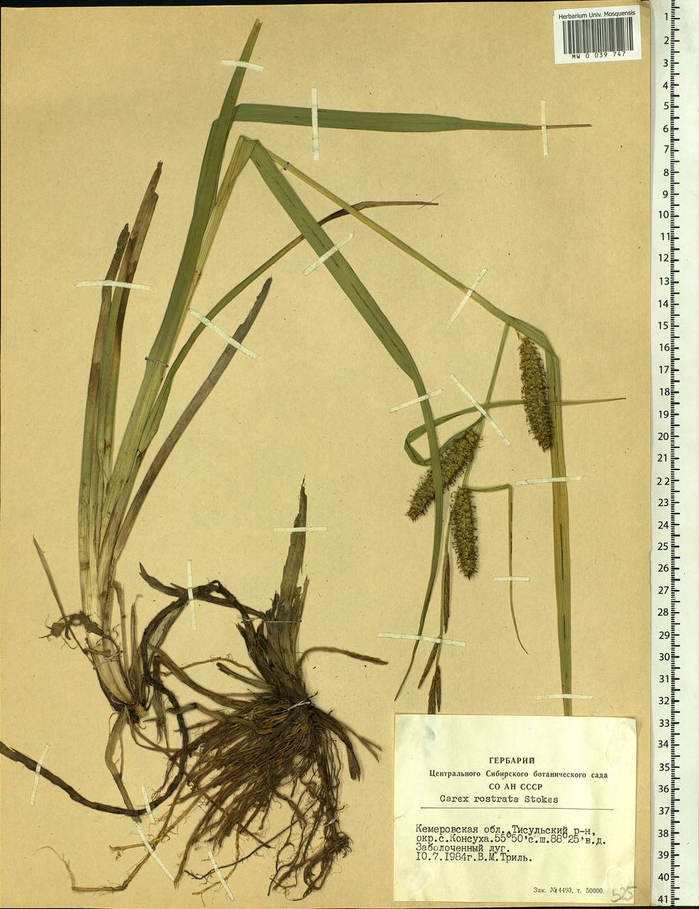 Carex rostrata Stokes , nom. cons., Siberia, Altai & Sayany Mountains (S2) (Russia)