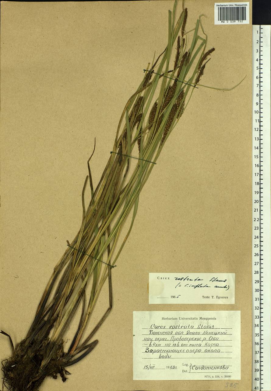 Carex rostrata Stokes , nom. cons., Siberia, Western Siberia (S1) (Russia)