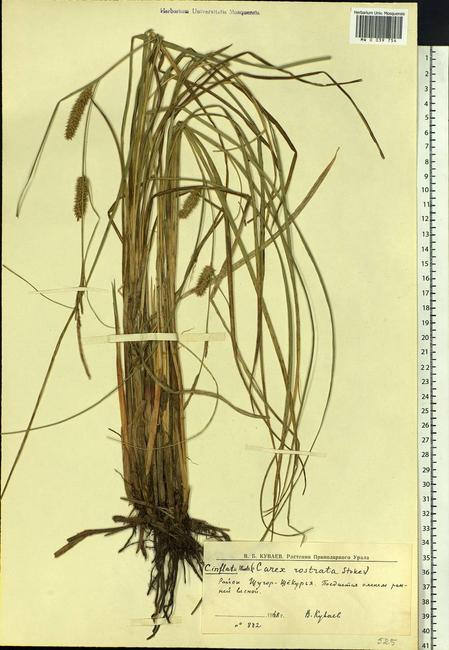 Carex rostrata Stokes , nom. cons., Eastern Europe, Northern region (E1) (Russia)