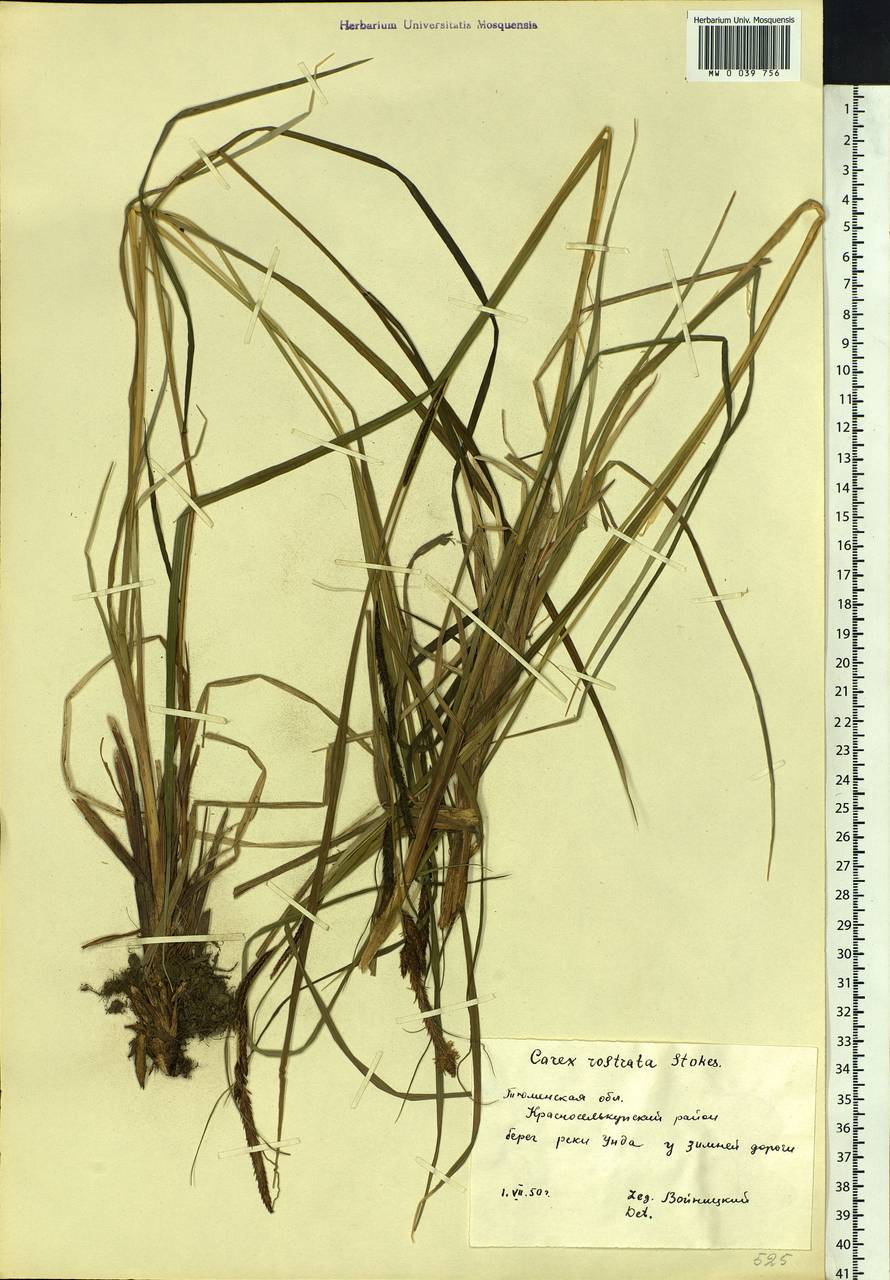 Carex rostrata Stokes , nom. cons., Siberia, Western Siberia (S1) (Russia)