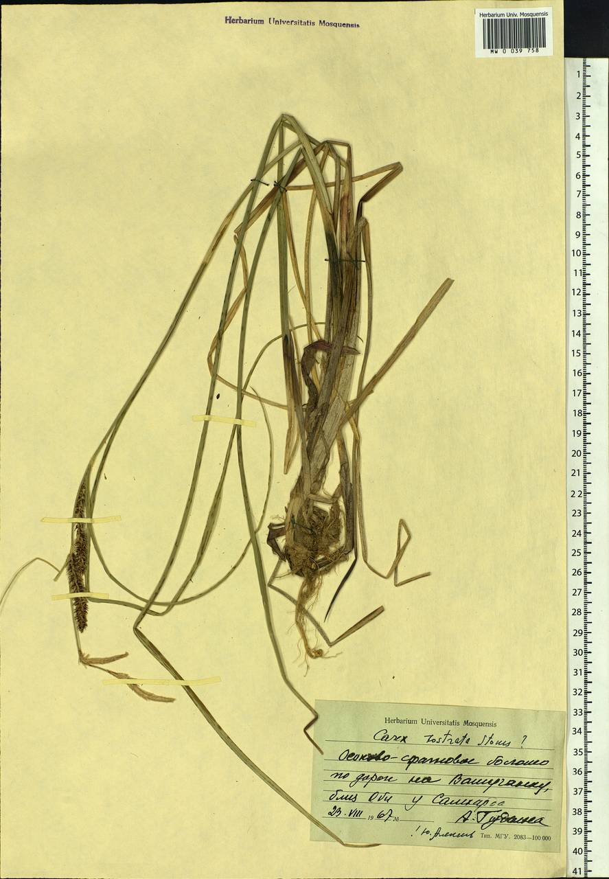 Carex rostrata Stokes , nom. cons., Siberia, Western Siberia (S1) (Russia)